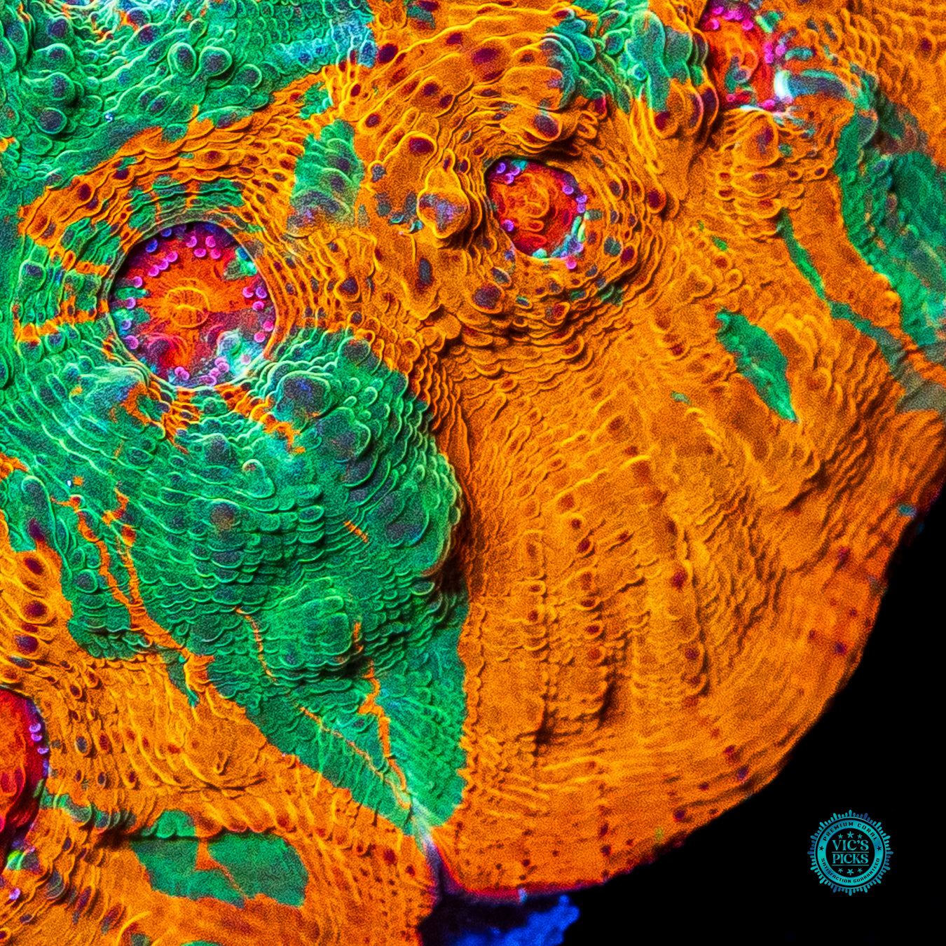 Tropical Twist Chalice