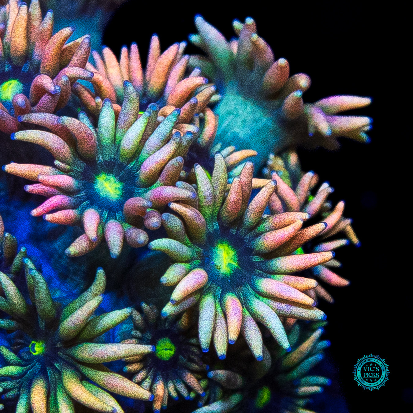 WWC Bomb Diggity Goniopora