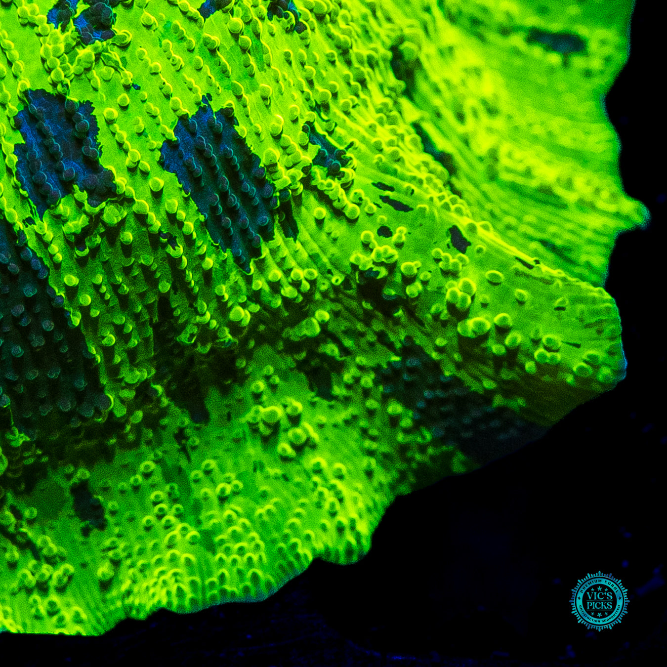 XXL Toxic Kryptonite Jawbreaker Mushroom
