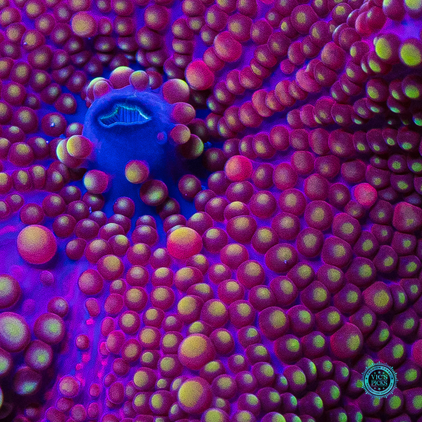 Grape Haze Yuma Mushroom