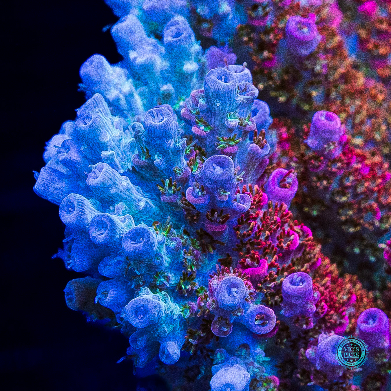 WWC Jello Shot Acropora