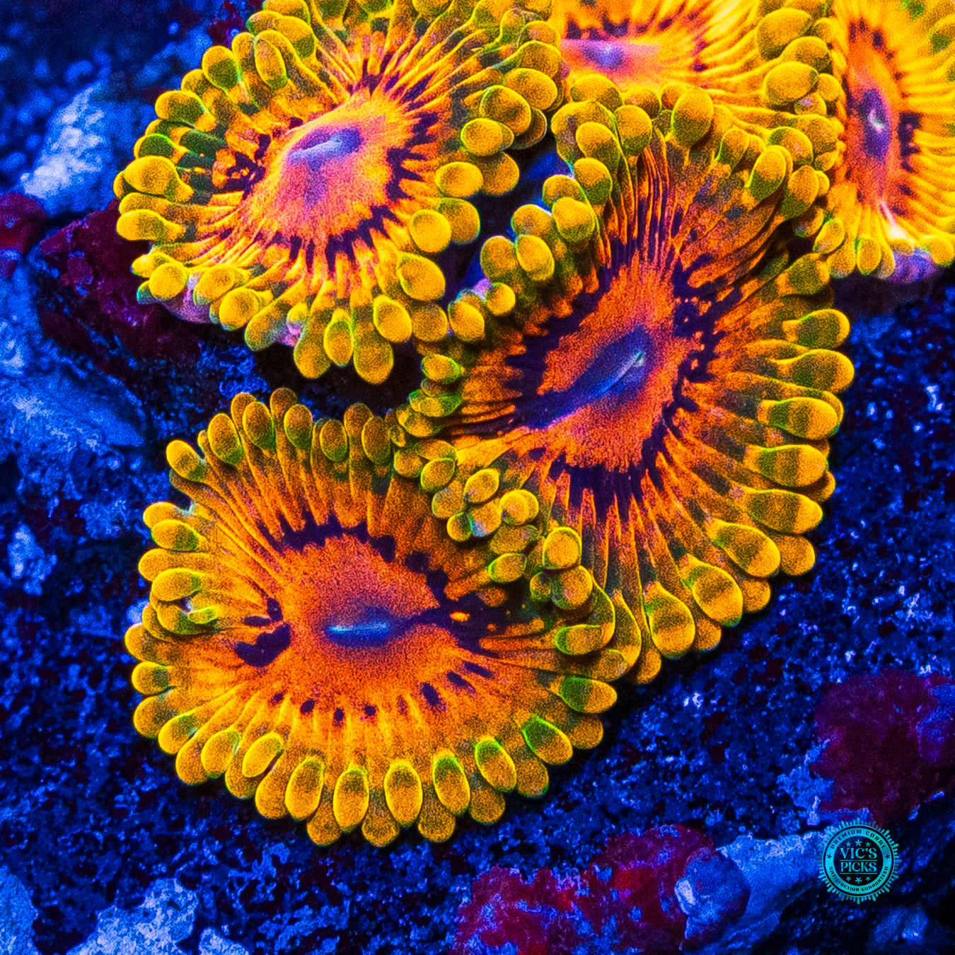 Grand Master Krakatoa Zoanthids