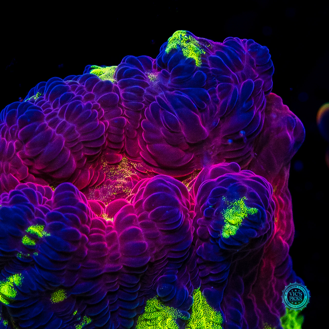 Jason Fox Chemical Reaction Chalice