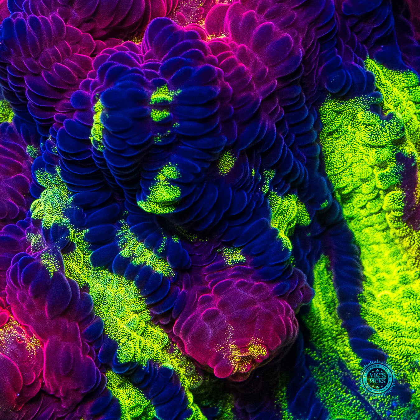 Jason Fox Chemical Reaction Chalice