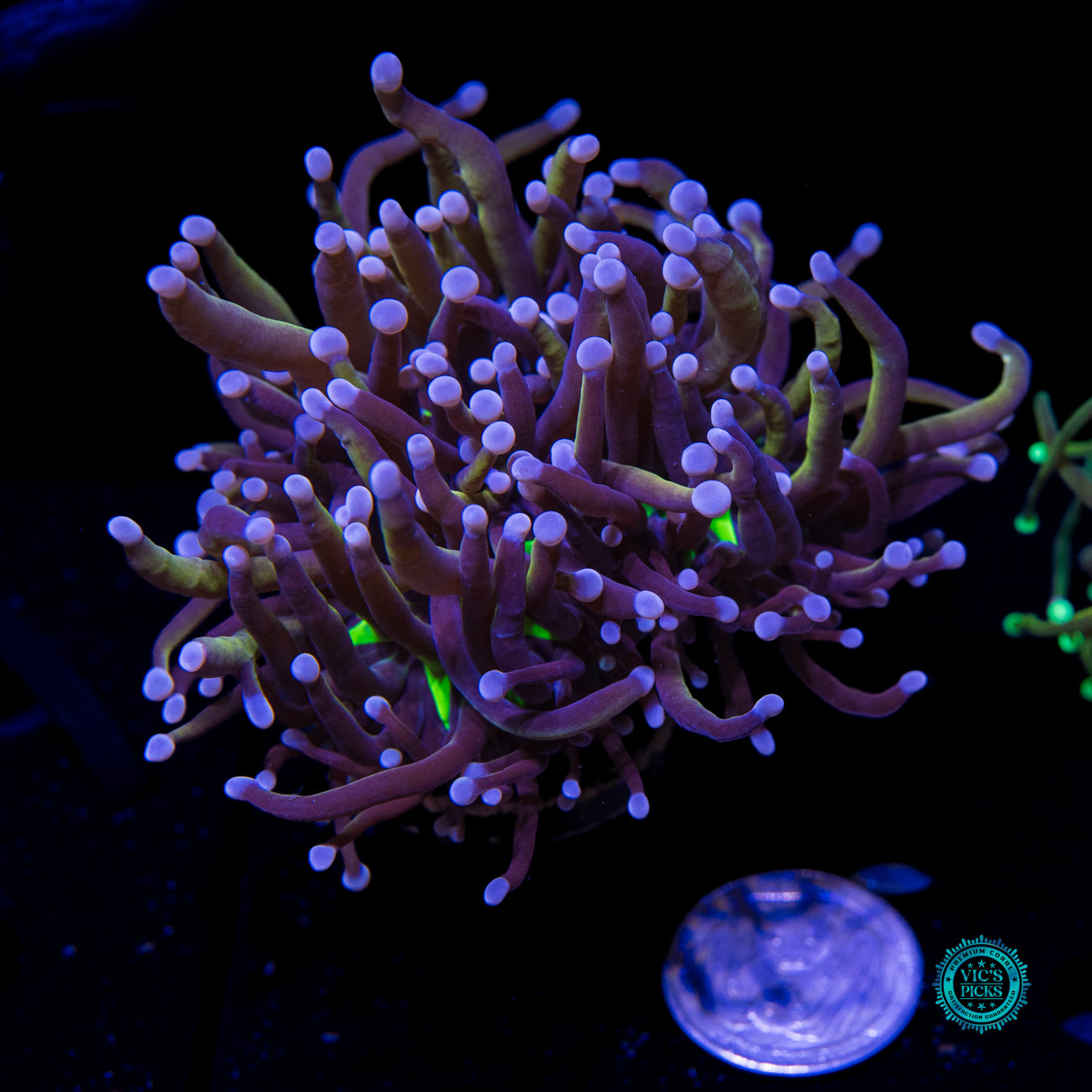 Collector's High End Torch Pack