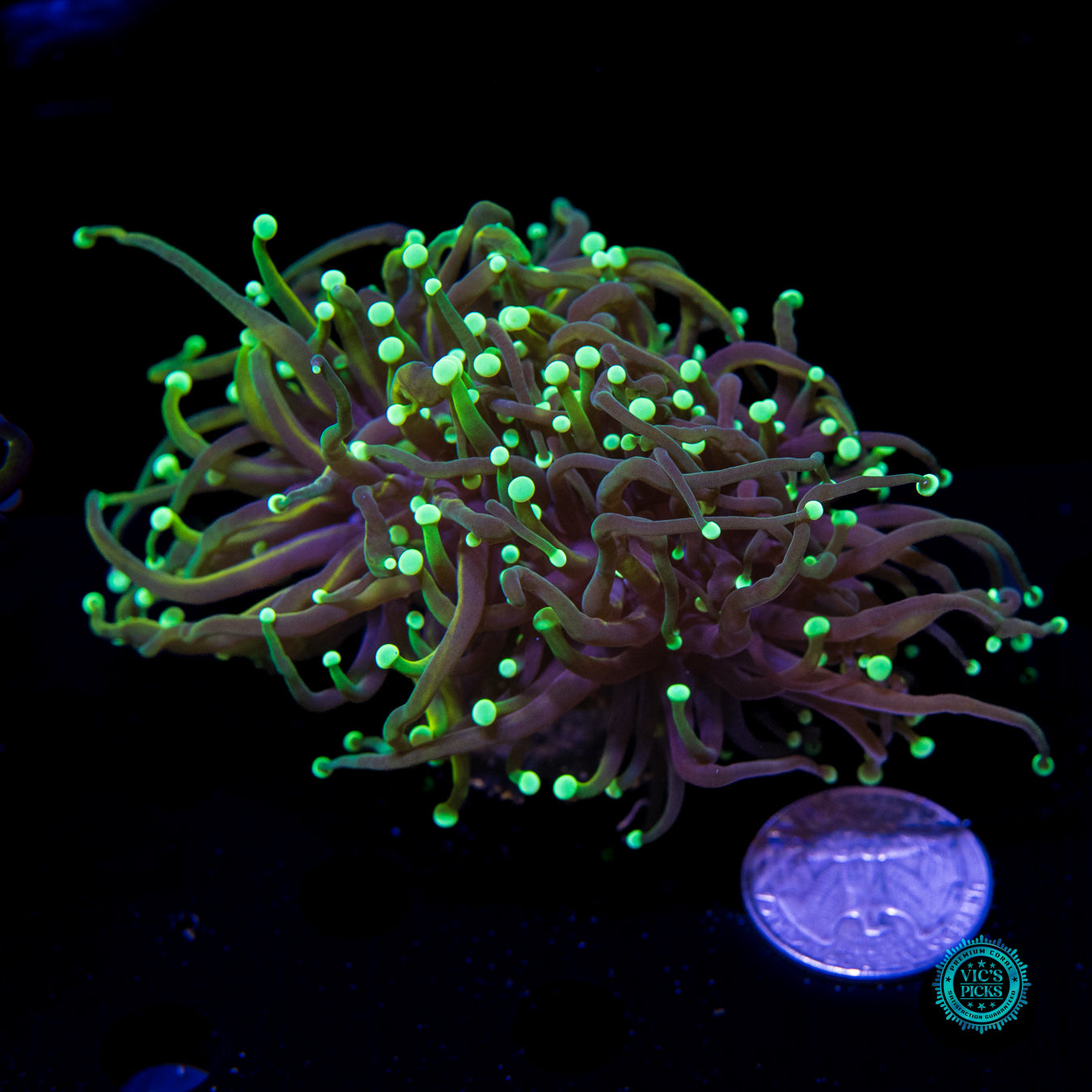 Collector's High End Torch Pack