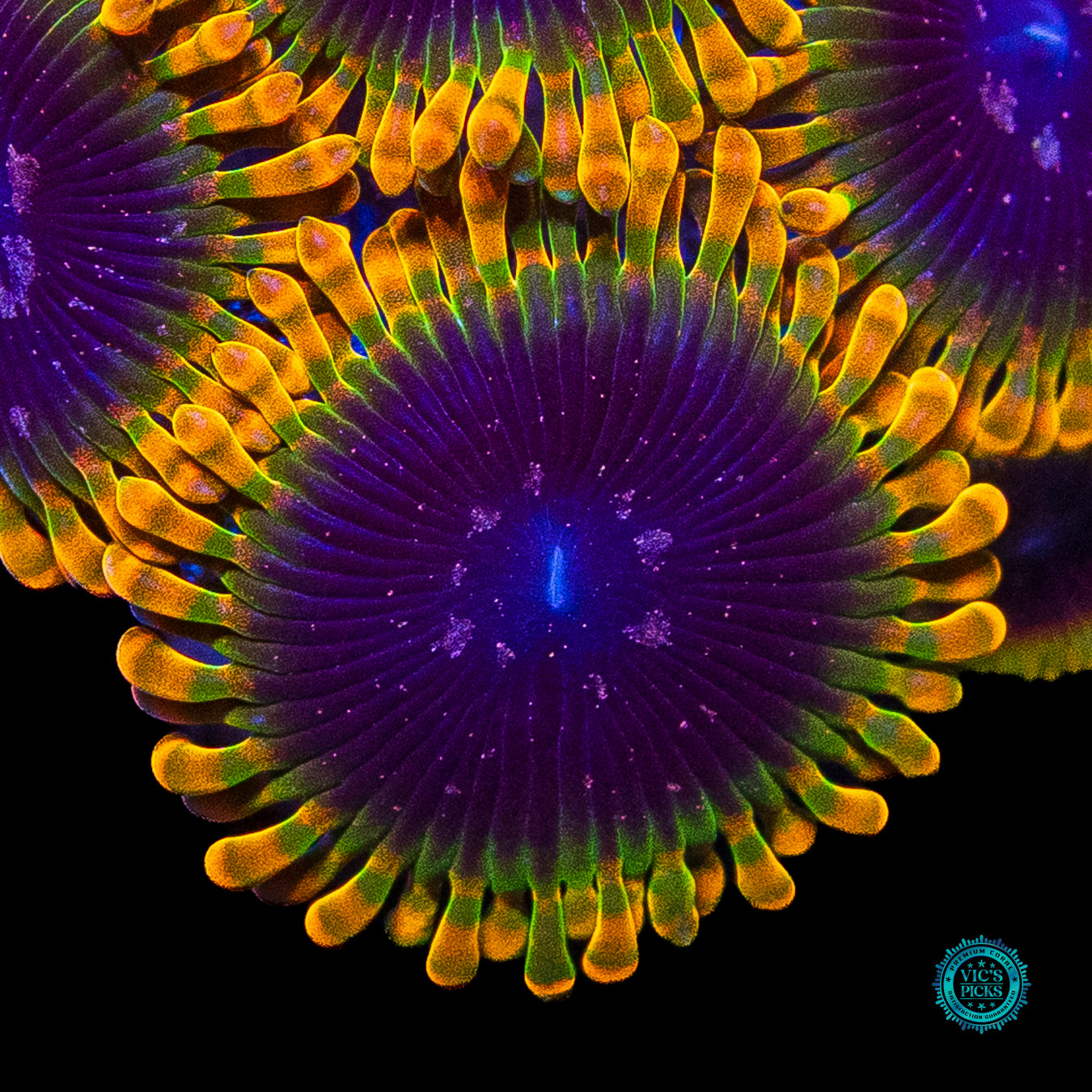 Jason Fox Acid Reflux Zoanthids