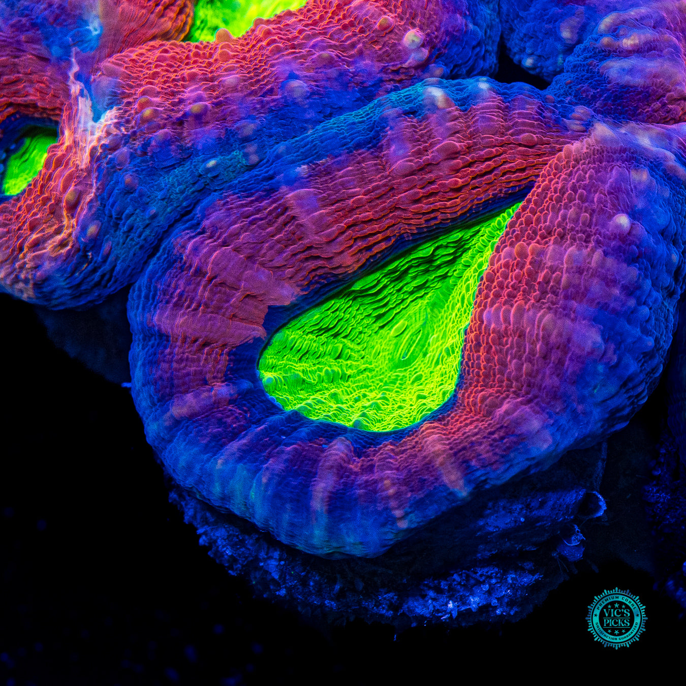 Demon Blood Lobophyllia