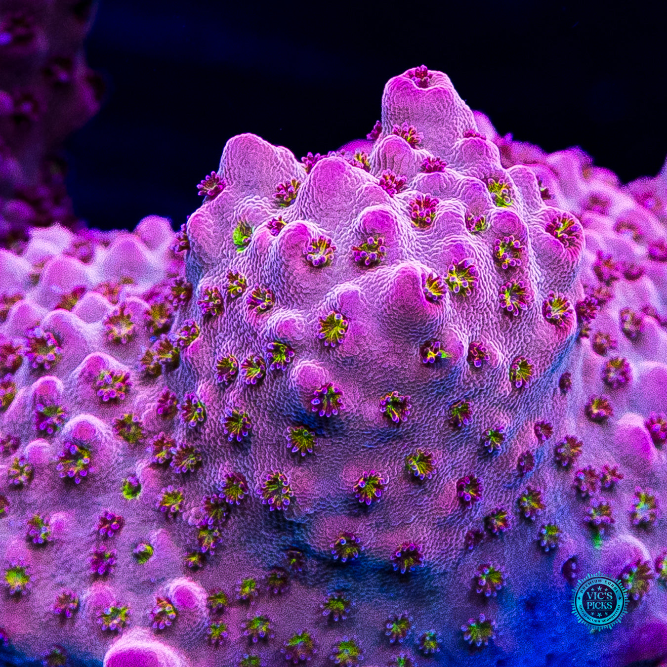 CB Beast Mode Acropora