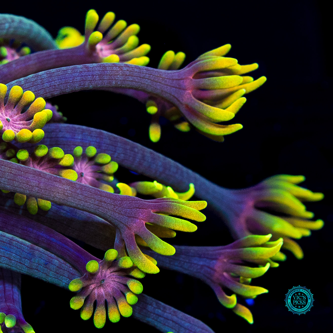 WWC Guava Berry Alveopora