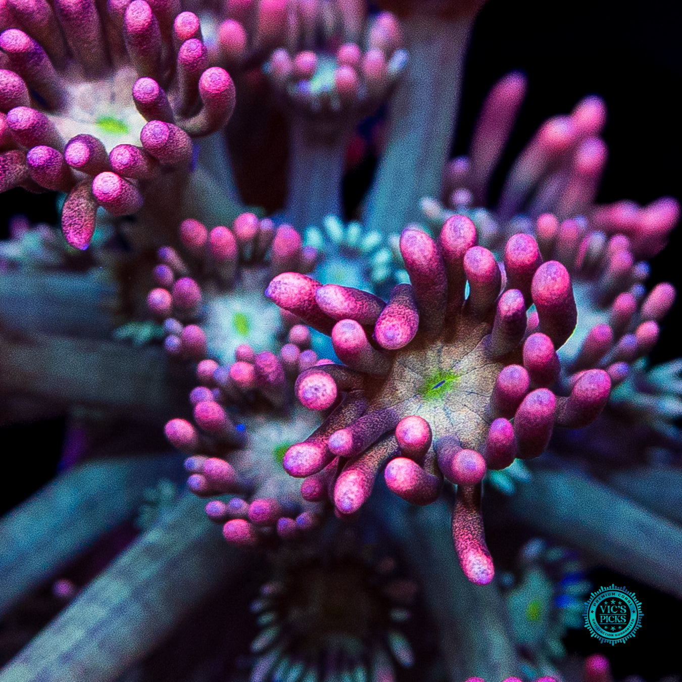 WWC Bay Watch Goniopora