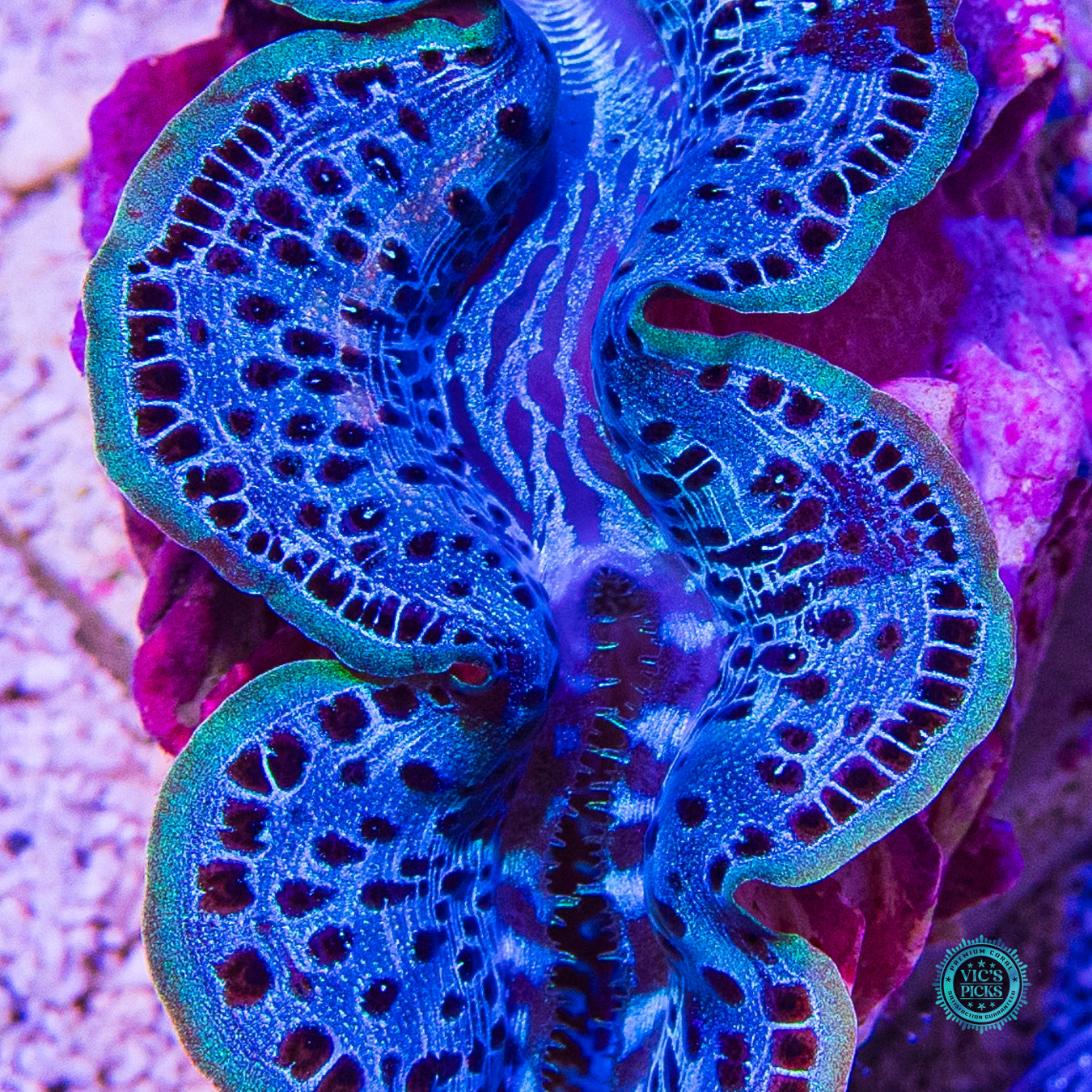 Blue Lagoon Maxima Clam