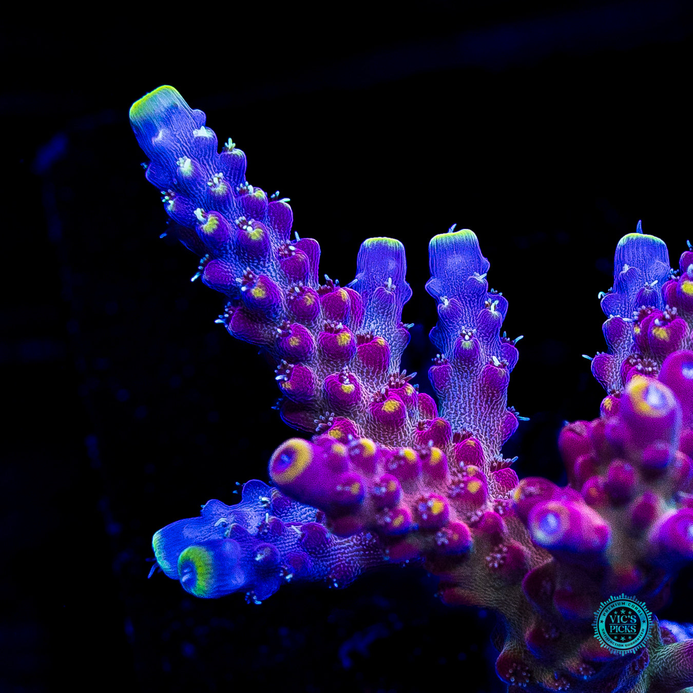 Bali Shortcake Acropora