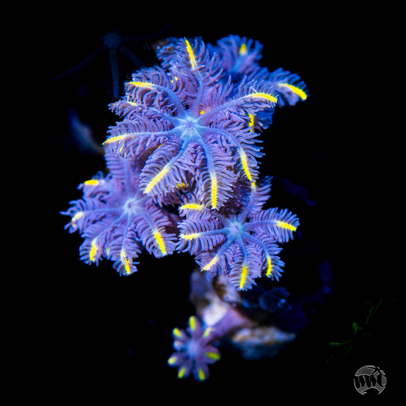 WWC Flame Tipped Clove Polyp Coral