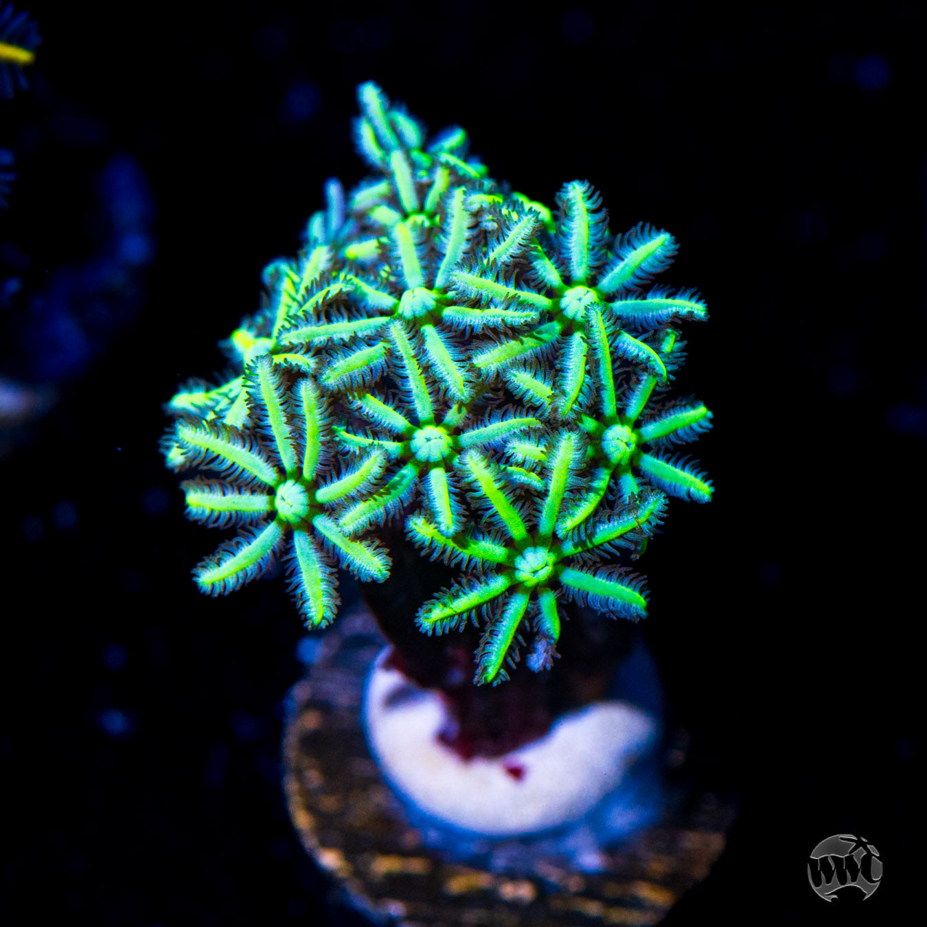 Neon Pipe Organ Coral