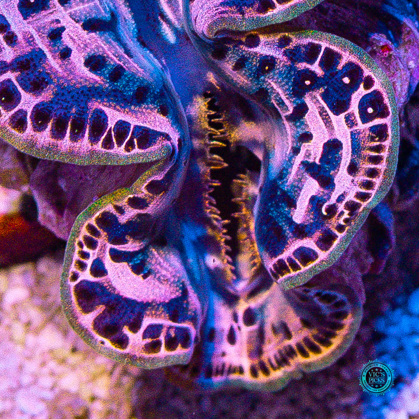 Metal Head Maxima Clam
