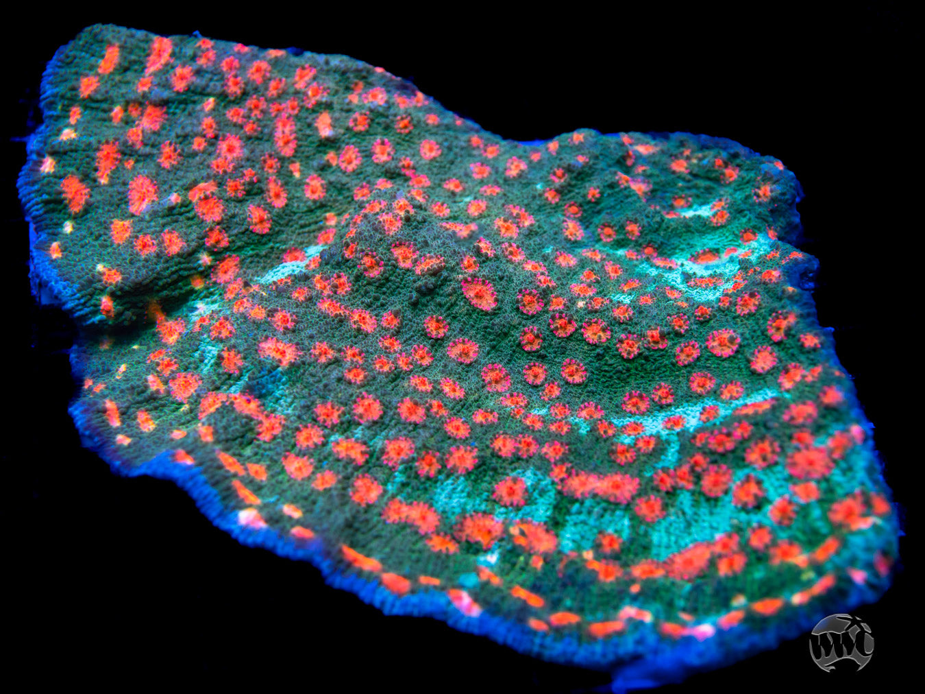 WWC Warsong Mycedium Chalice Coral