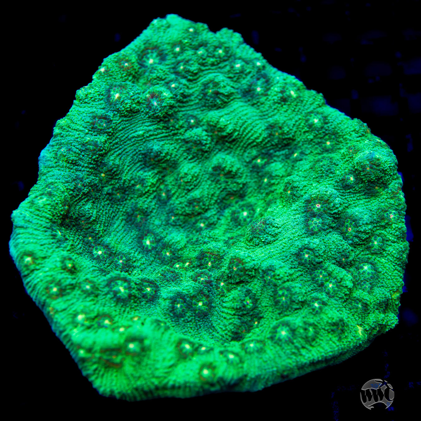 WWC-Mint-Drip-Mycedium-Chalice-0662-sm-MC