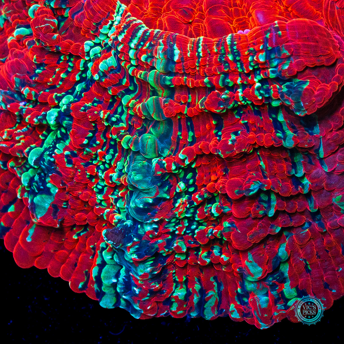 Firewalker Acanthophyllia