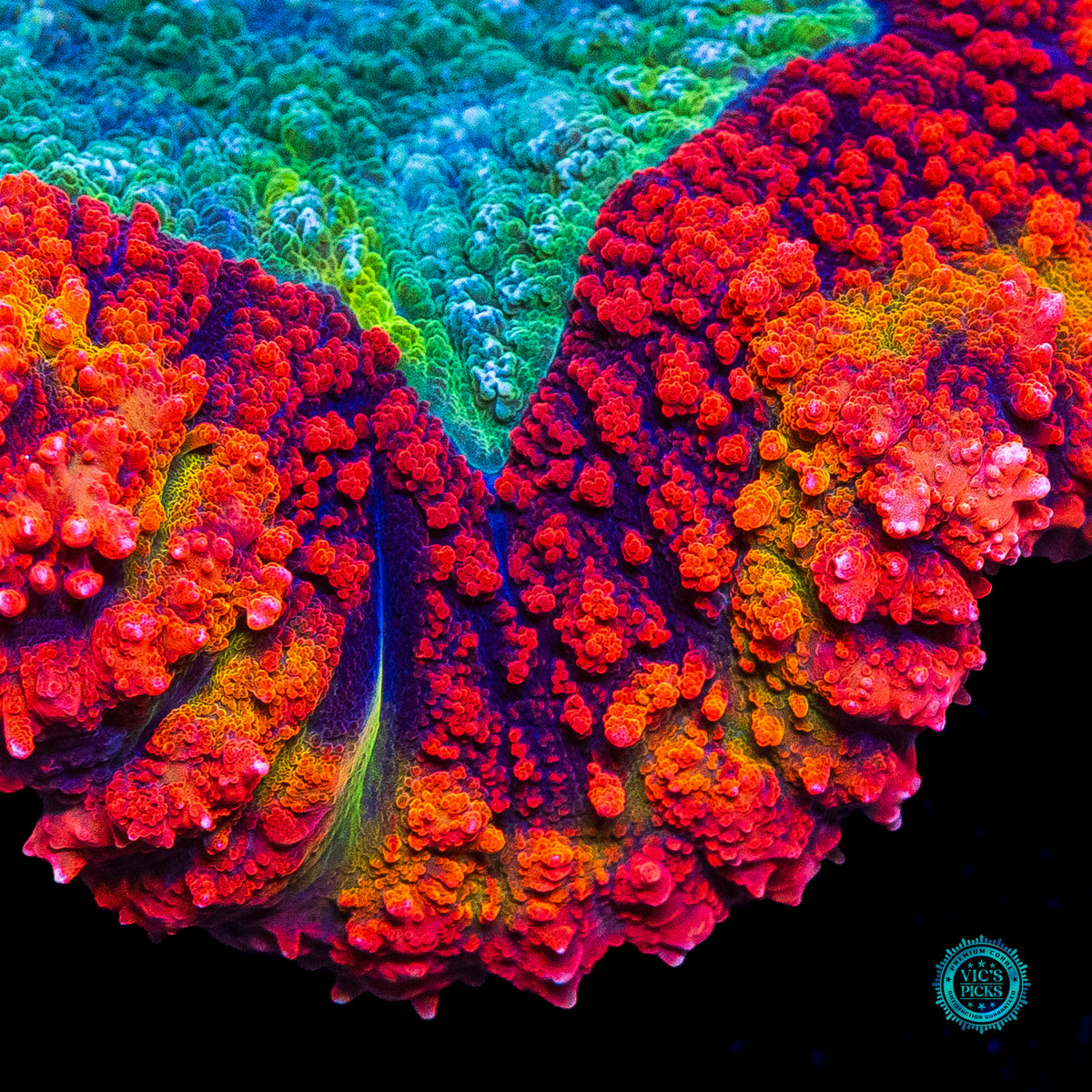 Ring of Fire Symphyllia