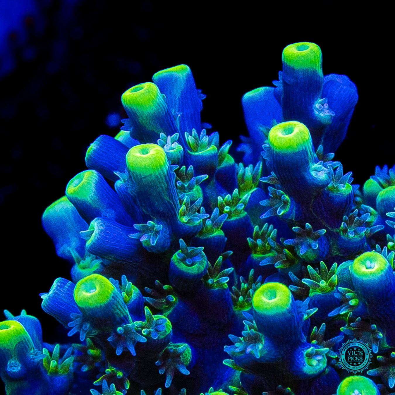 WWC Shark Attack Acropora