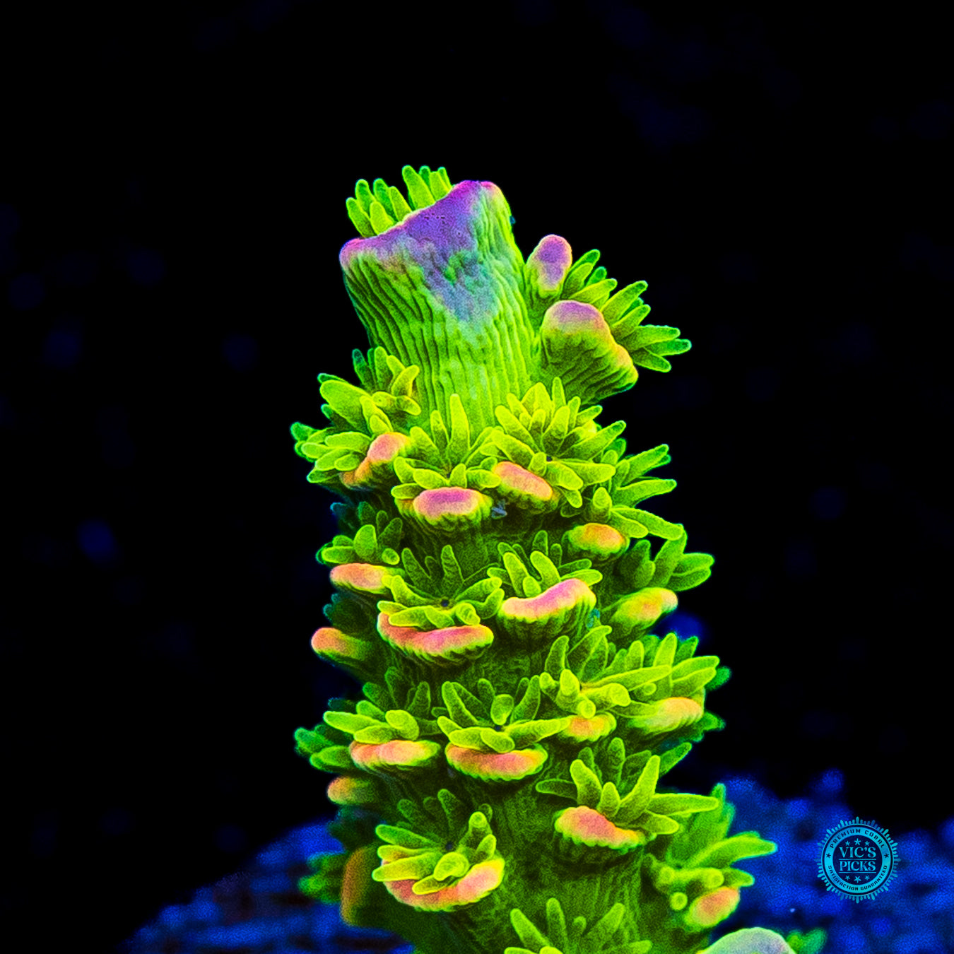 Jason Fox Homewrecker Tenuis Acropora