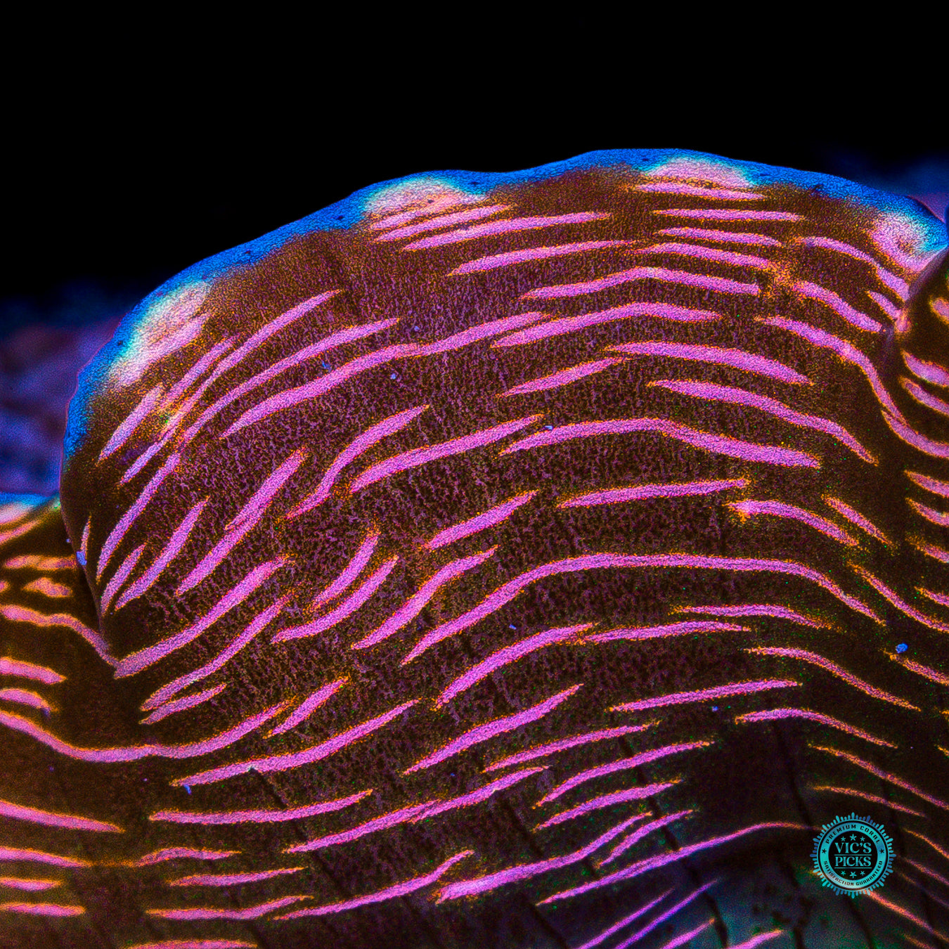 XXL Derasa Clam