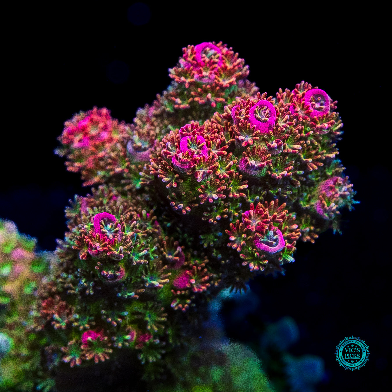 WWC Jello Shot Acropora