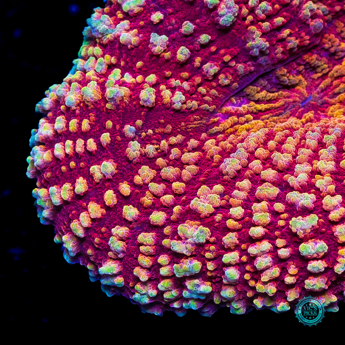 Peppermint Fire Lobophyllia