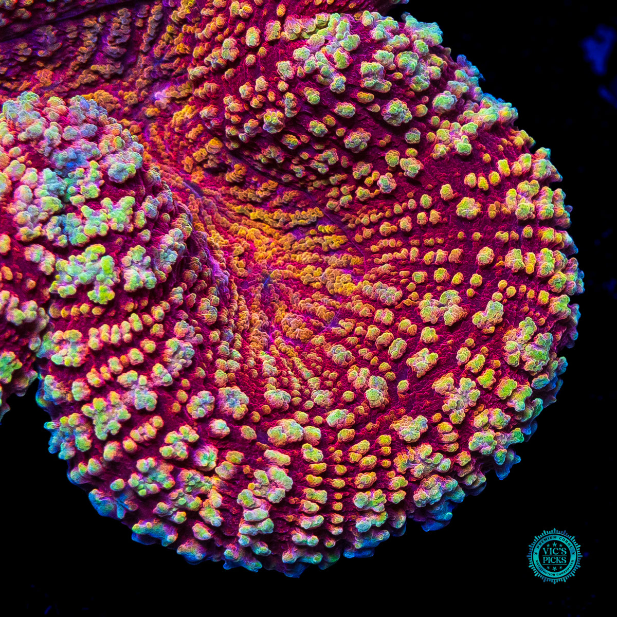 Peppermint Fire Lobophyllia