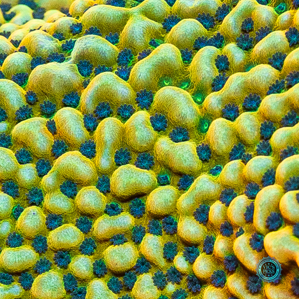 Jason Fox Beach Bum Montipora