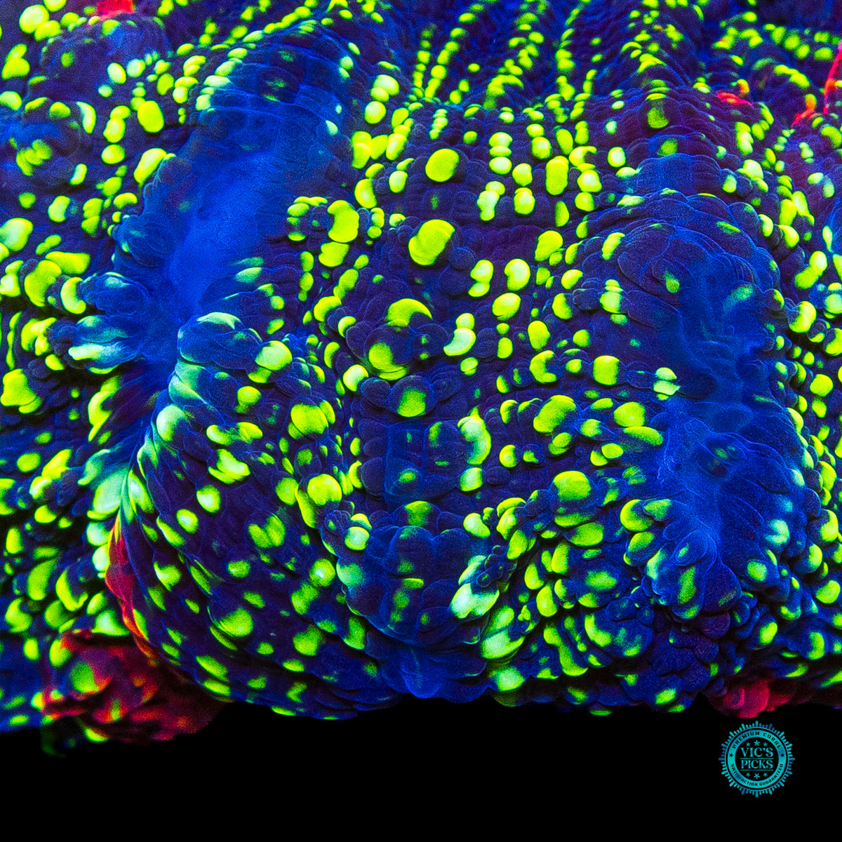 Emerald Galaxy Acanthophyllia