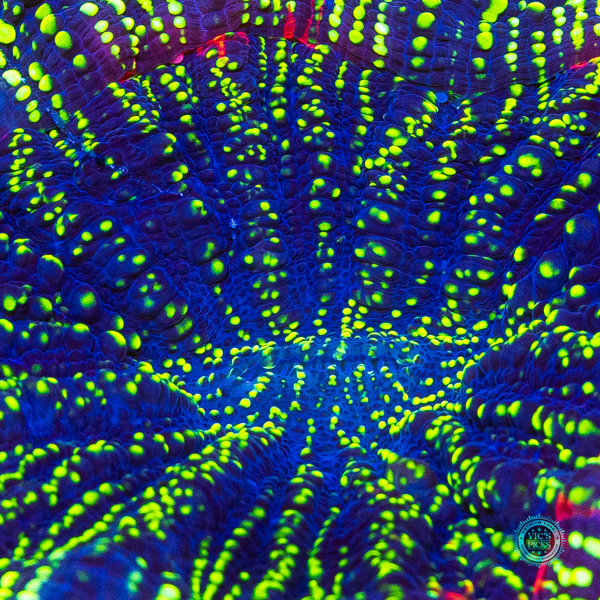 Emerald Galaxy Acanthophyllia