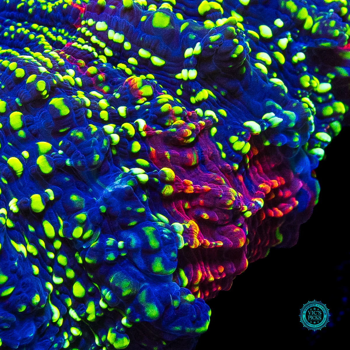 Emerald Galaxy Acanthophyllia