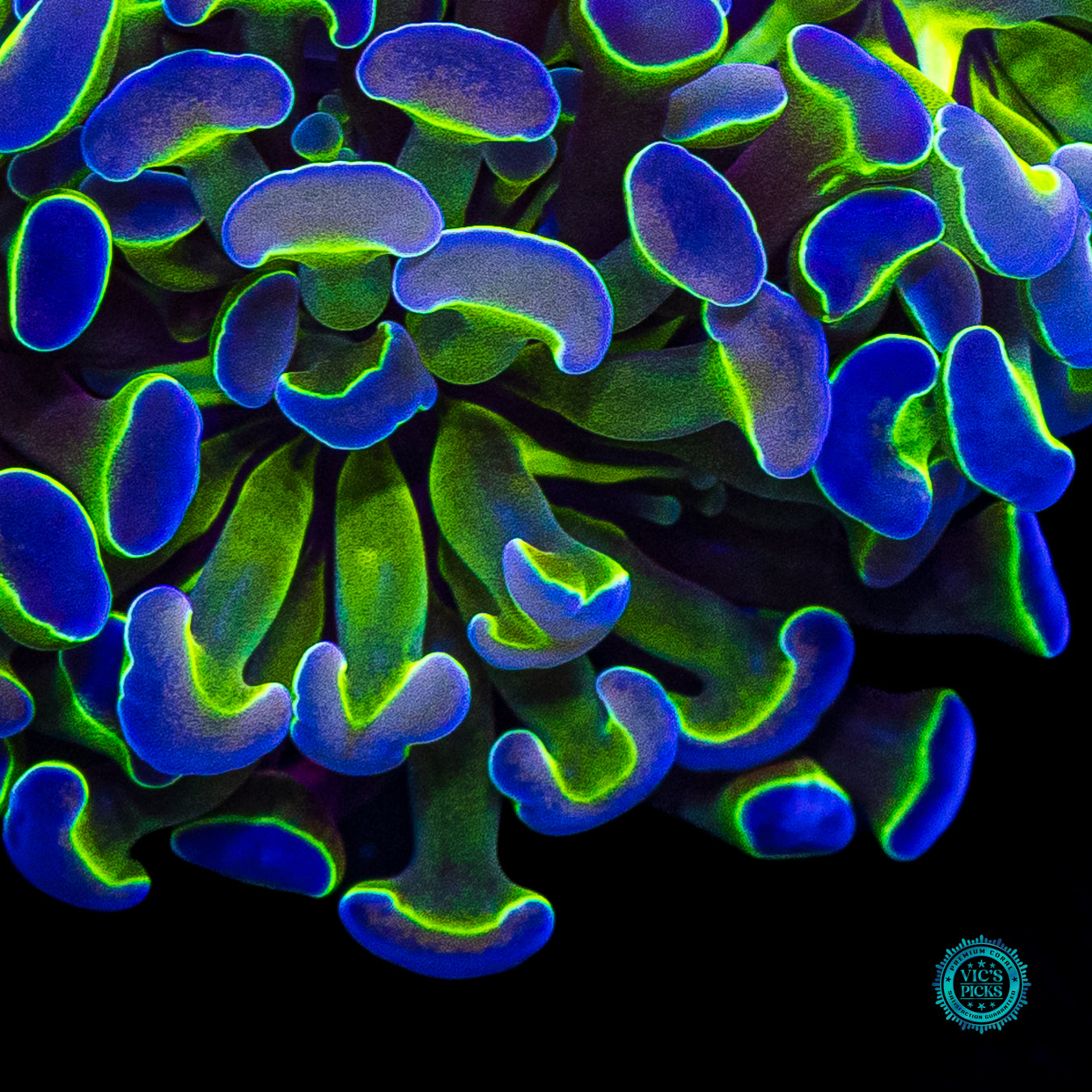Hologram Branching Hammer