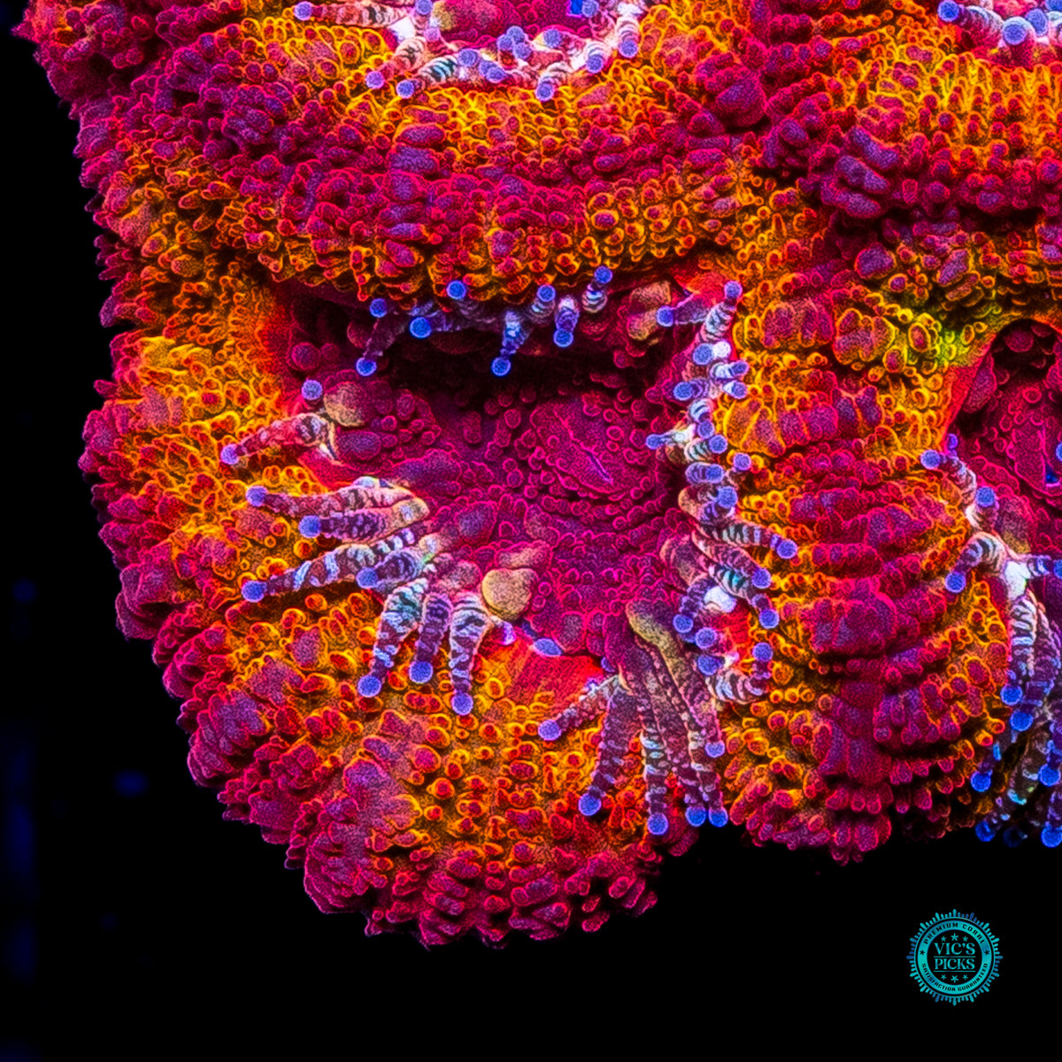 WWC Solar Flare Aussie Lord