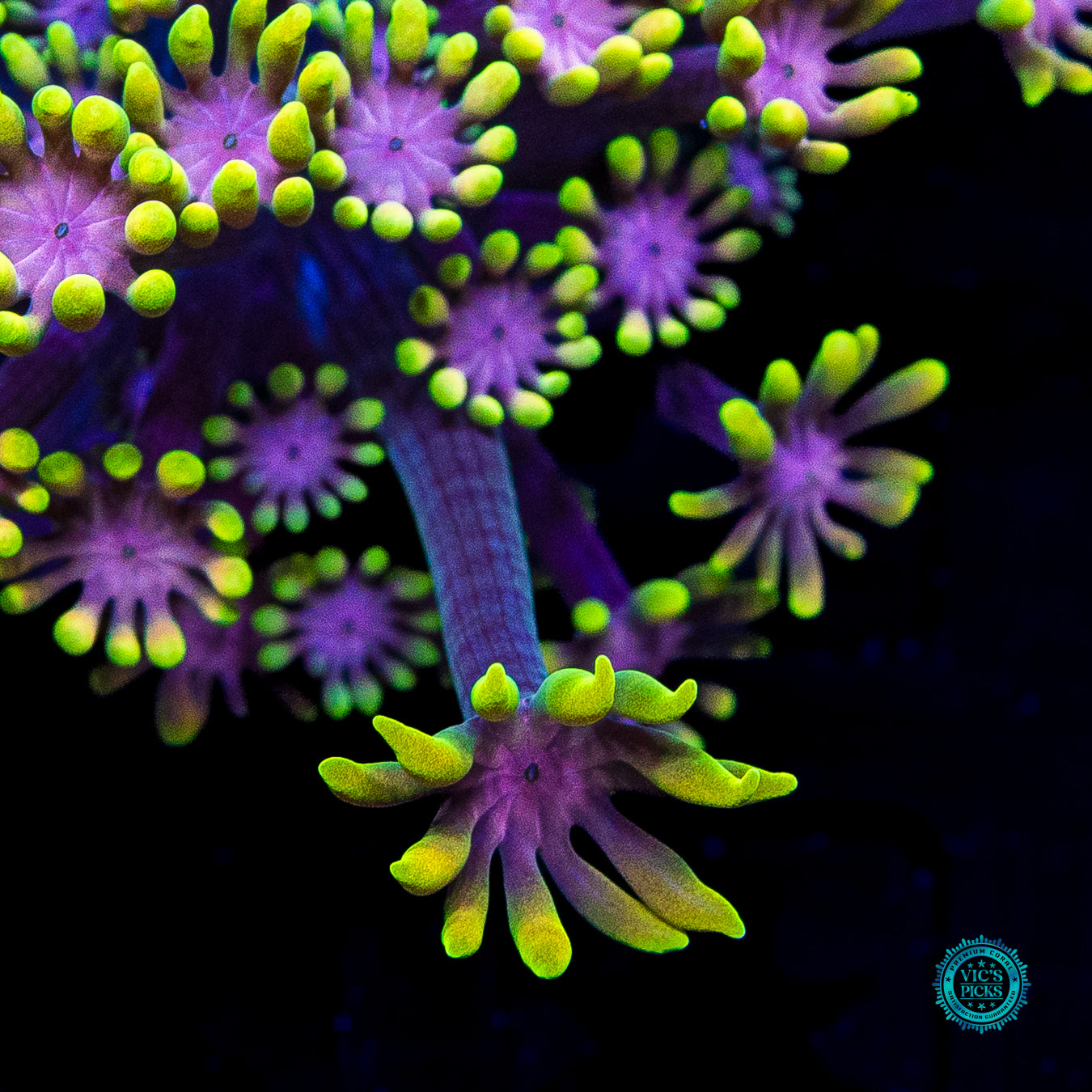 WWC Guava Berry Alveopora