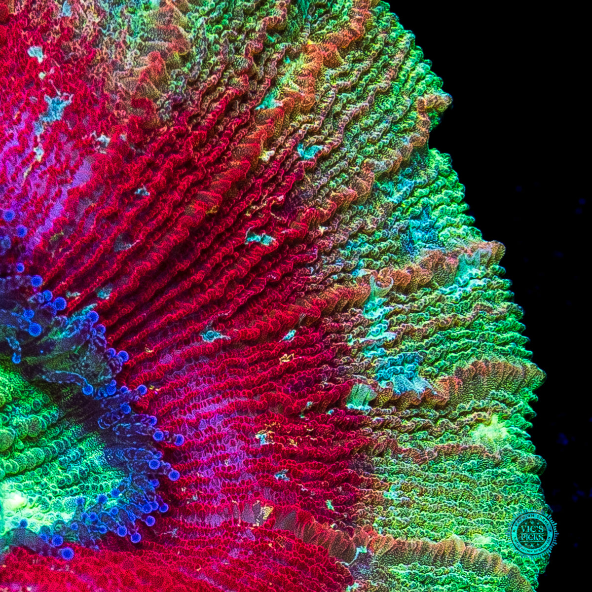 Cosmic Crimson Trachyphyllia