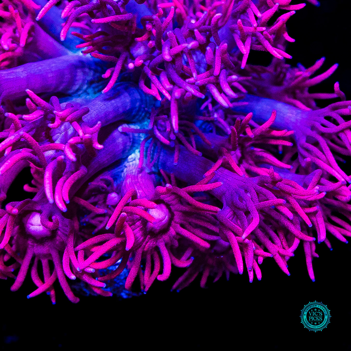 WWC Scorching Pink Lady Goniopora
