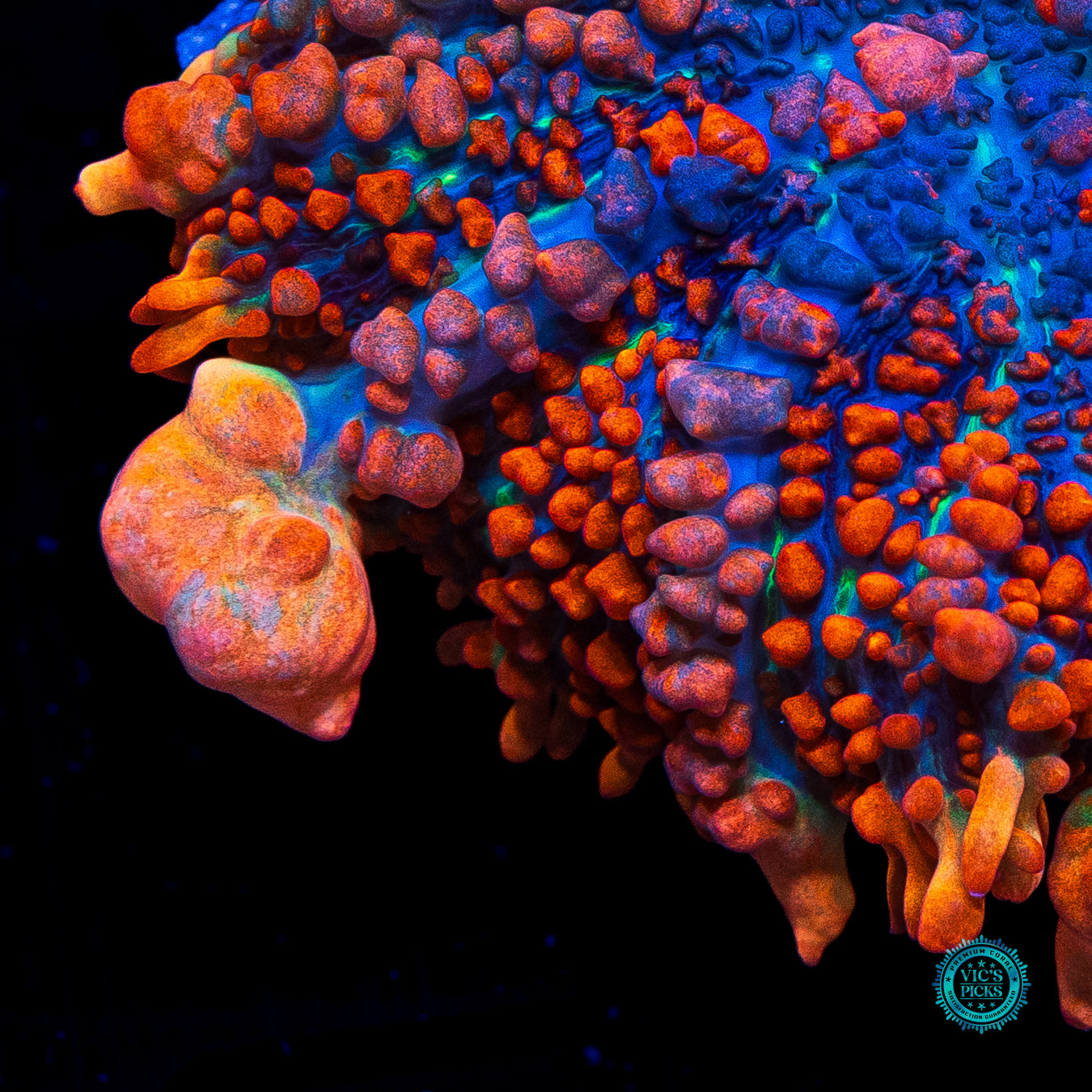WWC King Julius Rhodactis Mushroom