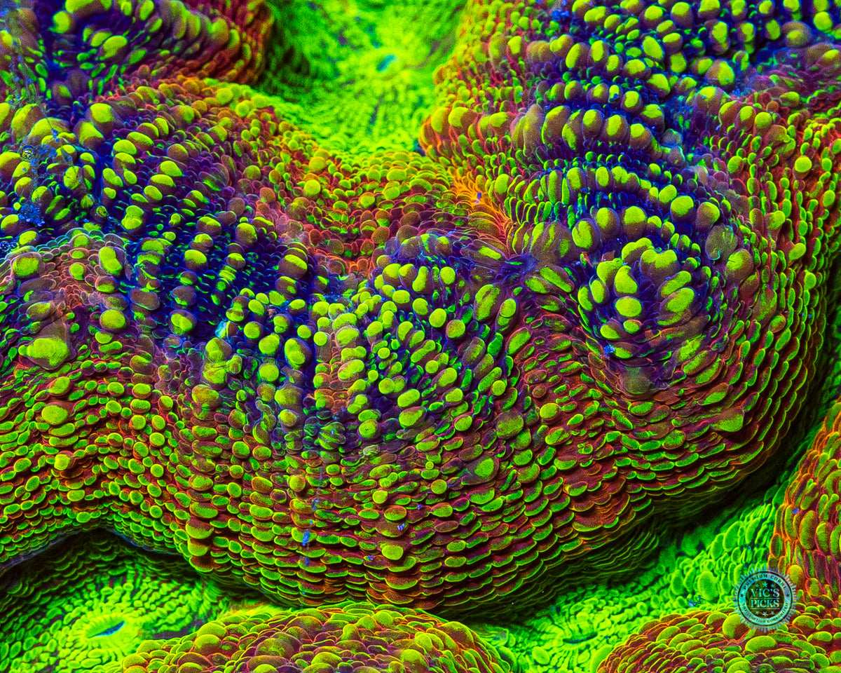 XXL Alien Experiment Lobophyllia