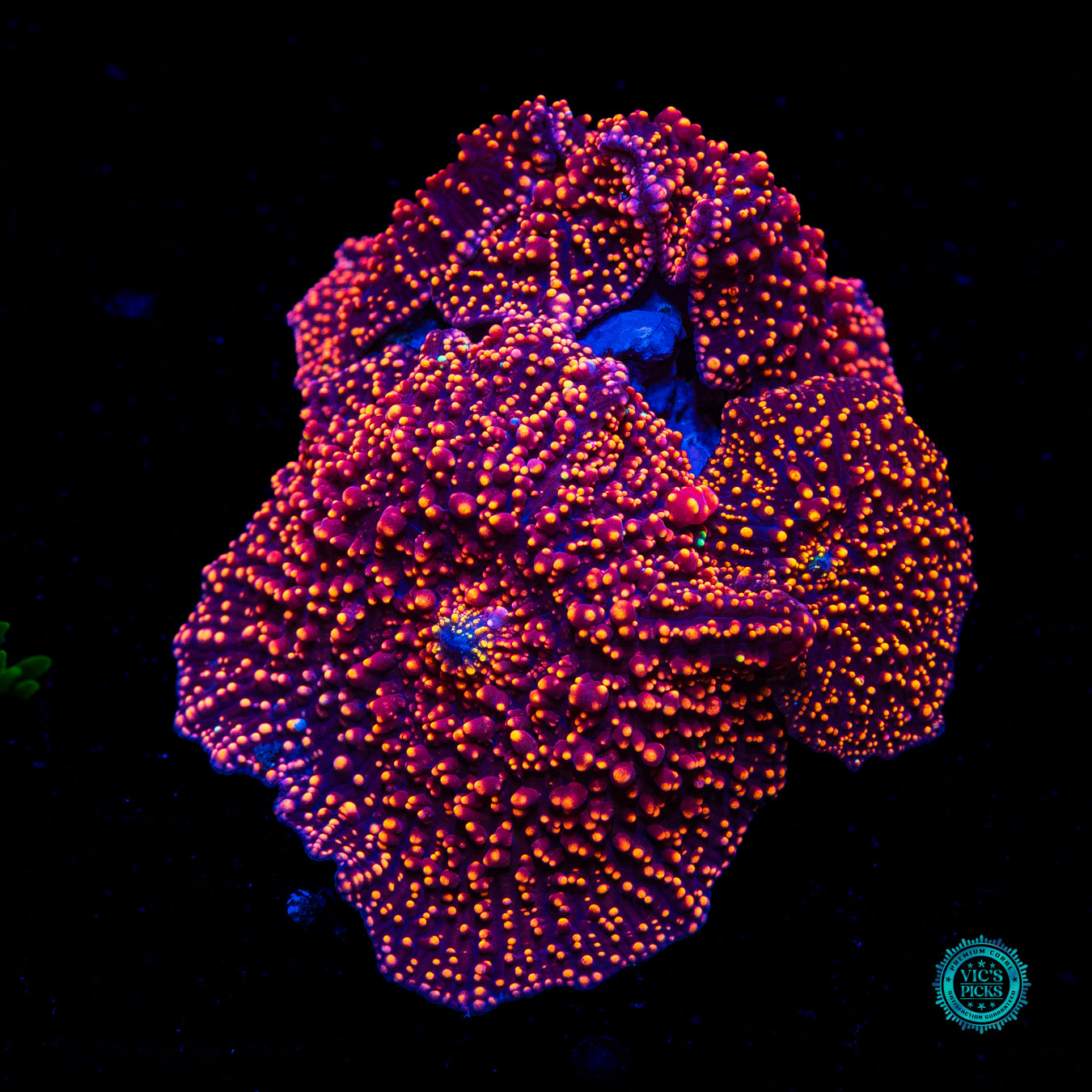 Interstellar Colony Mushroom