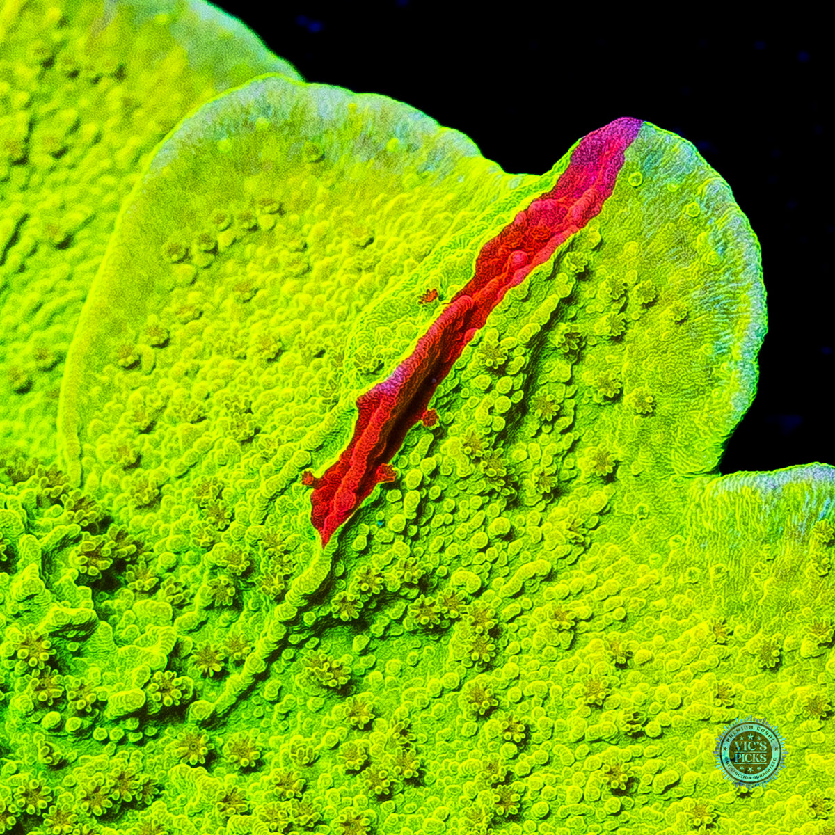 WWC Triple Threat Montipora