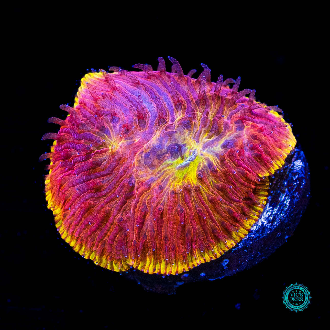 CB Flamethrower Diaseris Plate