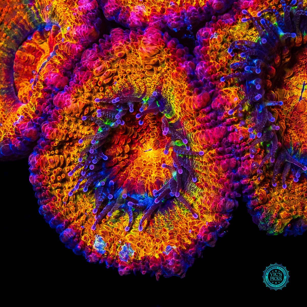 Tangerine Dream Aussie Lord