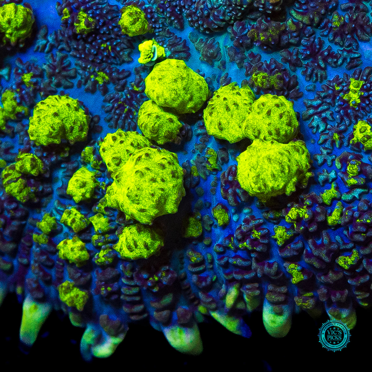 XL WWC Uranium Bounce Mushroom