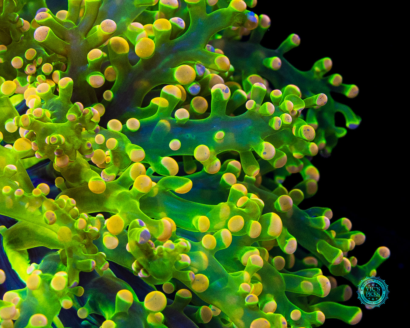 Toxic Green Splatter Wall Frogspawn