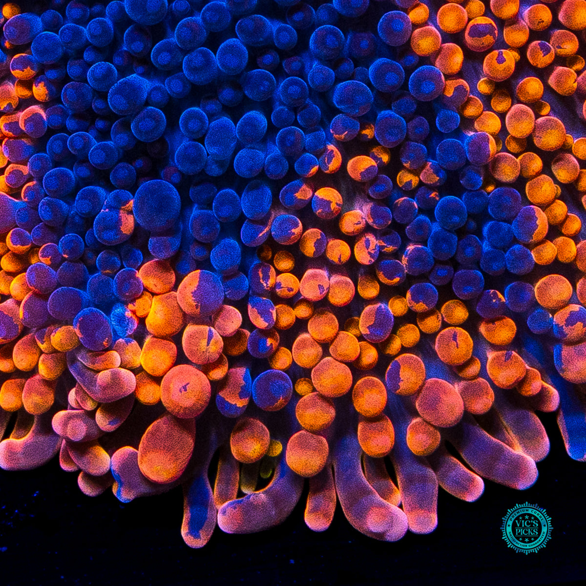 Oil Splash Yuma Mushroom