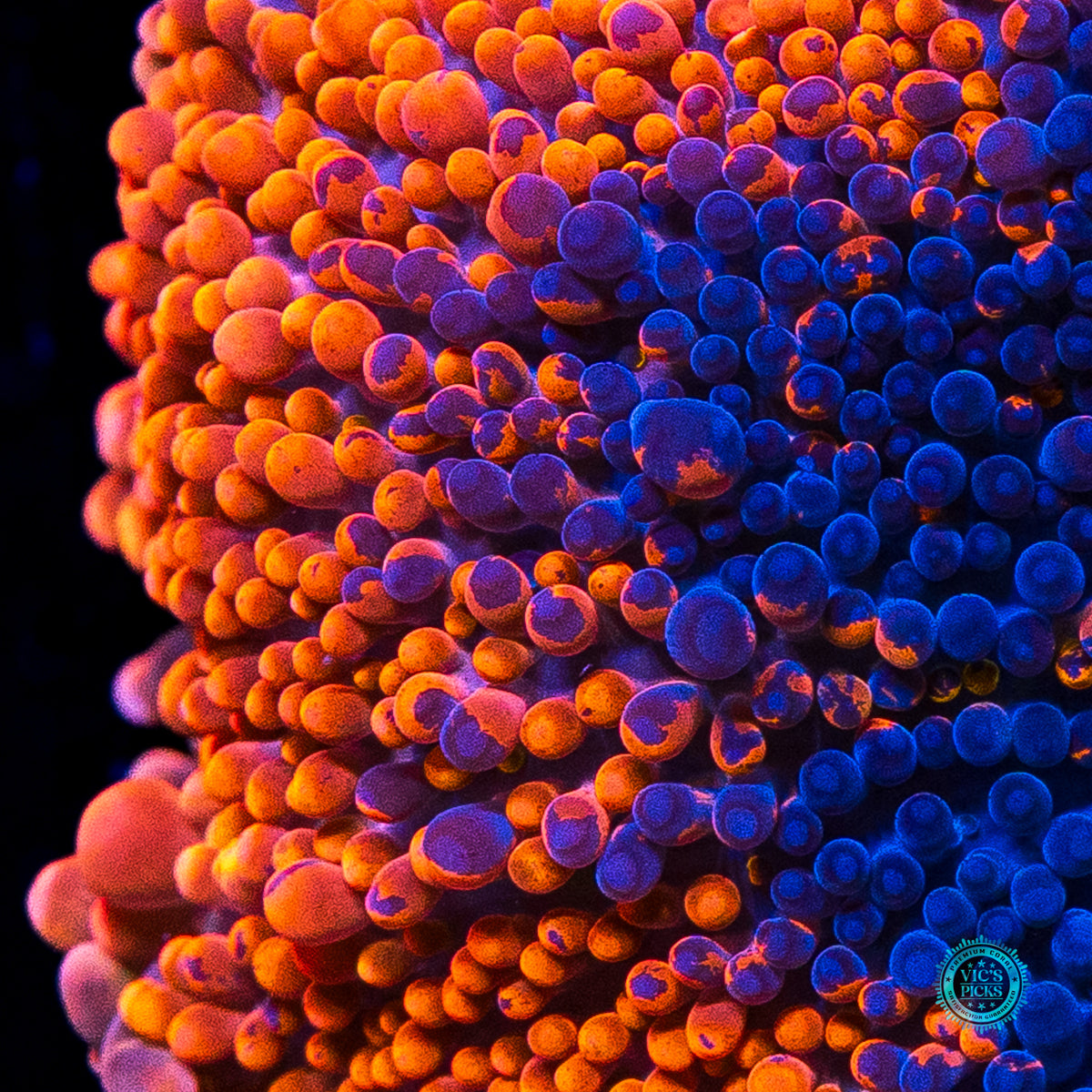 Oil Splash Yuma Mushroom