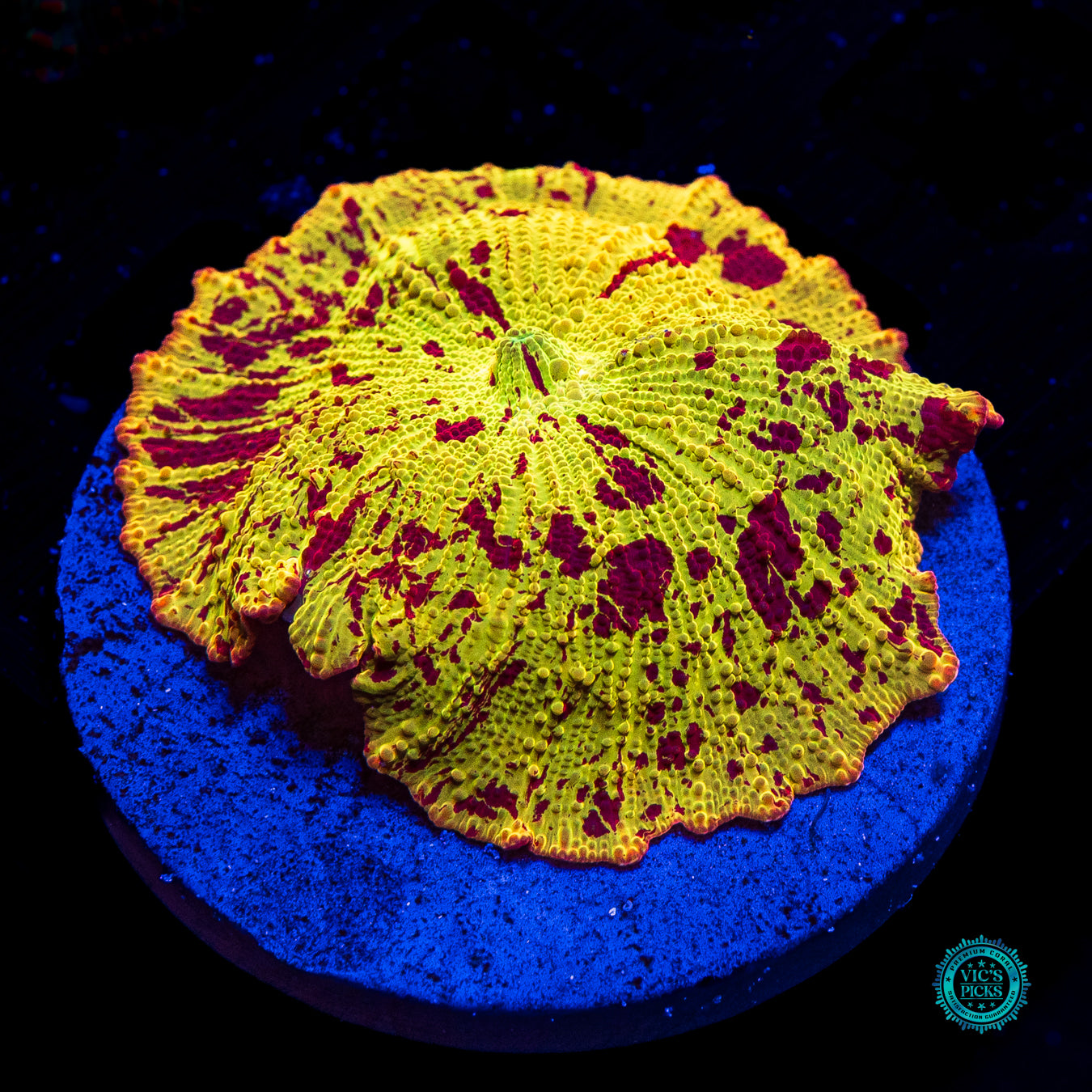 Jawbreaker Mushroom
